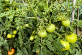 Unripe tomatoes on vine