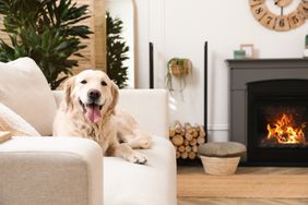 Dog inside living room