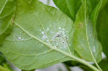 Mealybugs on a plant