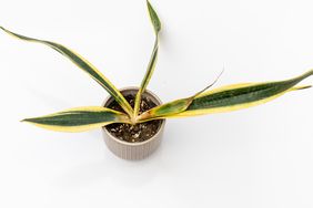 Sansevieria Trifasciata, or snake plant, black gold root rot plant isolated on white background