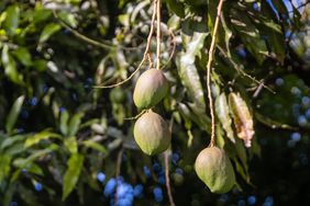 mango tree