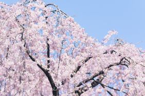 Weeping Cherry Tree