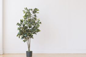 Ficus Tree