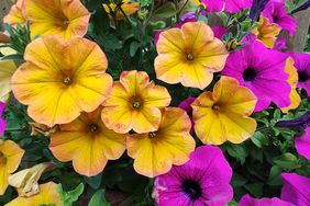 Petunias blooming in garden 