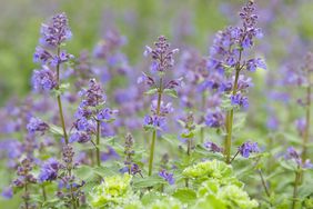 Catmint - Nepeta racemosa 'Walker's Low'. 