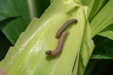 Fall armyworms on crops