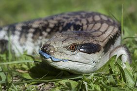 skink 