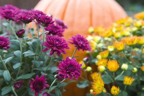 Mum Plants in front of pumpkin