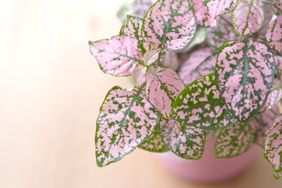 Pink Polka Dot Plant