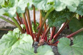 rhubarb