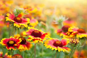 Blanket Flowers Blooming