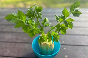 Regrowing Celery from scrap stalk on a wooden table of home garden.