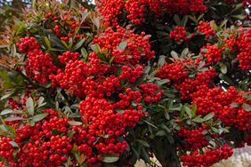 pyracantha