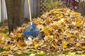 pile of leaves