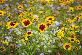 Red and yellow Coreopsis tinctoria 'golden tickseed' in flower