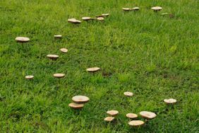 A ring of mushrooms known as a "Fairy Ring" on a lawn. Chlorophyllum molybdites, the Fairy ring mushroom.