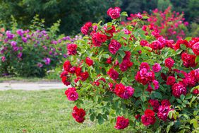 Rose Bush Gardens