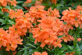 Crossandra