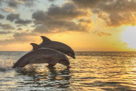 Dolphins jumping