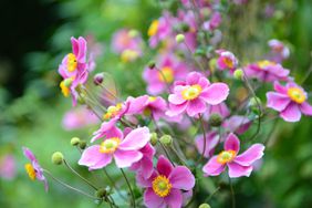 pink anemone flower (Anemone hupehensis) in autumn