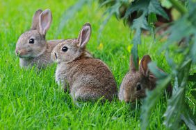 Group of rabbits