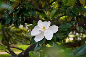 Southern Magnolia Tree