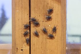 Group of Flies