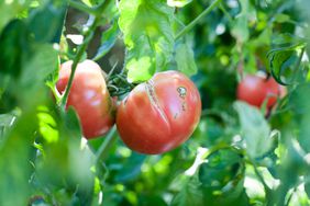 Split tomato on vine