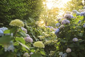 hydrangeas