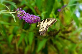 Butterfly Sitting on Flower of Butterfly Bush