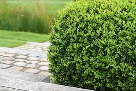 Close up of trimmed evergreen boxwood plant, Buxus sempervirens, in garden.