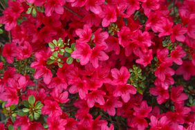 azaleas