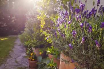 Lavender Plant in Pot