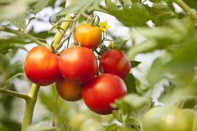 tomato plant