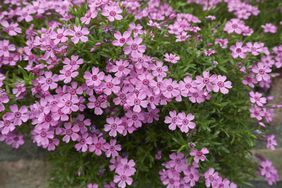 Phlox subulata flowers