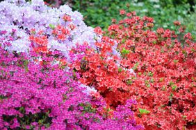 Azaleas