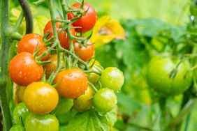 Cherry tomatoes on the vine