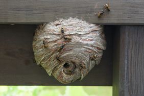 Wasps Nest