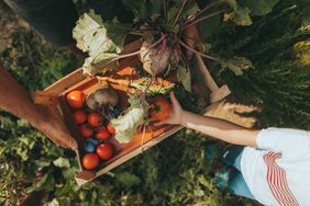 Fall Harvest Vegetables