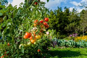 Tomatoes Growing in Garden