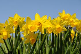 yellow daffodils