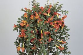 Close-up of a hanging potted plant of Goldfish vine (Columnea banksii)