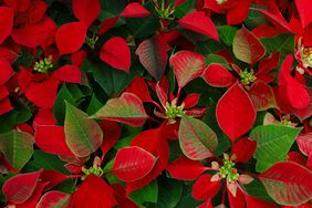 Poinsettia