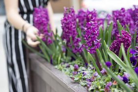 Hyacinths