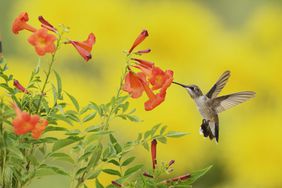 Trumpet Creeper with Hummingbird