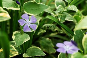 Vinca Vine