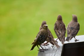 Four juvenile common starlings taking a rest on the porch rail.