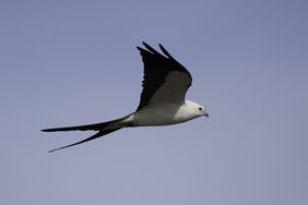 Swallow-Tailed Kite in flight