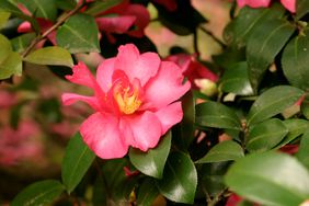 Camellia sasanqua