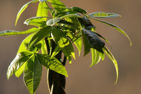 Money Plant (Pachira aquatica)